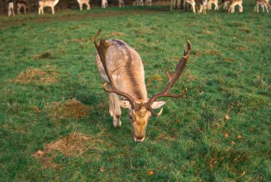 red deer grazing on the meadow in richmond park.