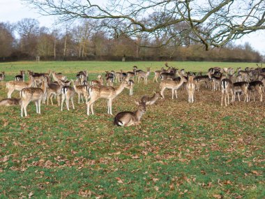 red deer grazing on the meadow in richmond park.