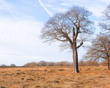 crowns of trees on the blue sky background in the forest in winter
