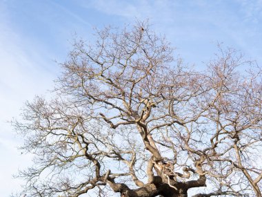 crowns of trees on the blue sky background in the forest in winter.