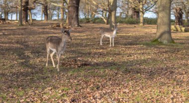 red deer grazing on the meadow in green park.