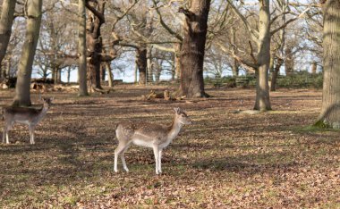 red deer grazing on the meadow in green park.