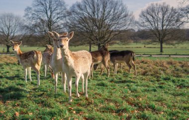 red deer grazing on the meadow in green park.