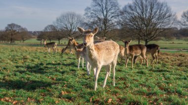 red deer grazing on the meadow in green park.