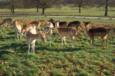 red deer grazing on the meadow in green park.