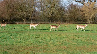 red deer grazing on the meadow in green park.