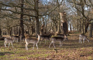 red deer grazing on the meadow in green park.