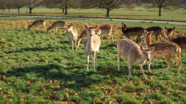 red deer grazing on the meadow in green park.