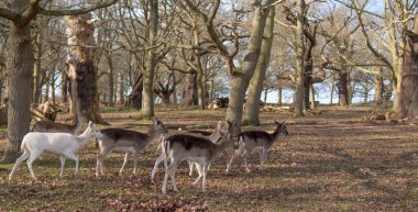 red deer grazing on the meadow in green park.
