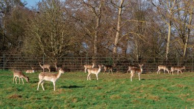 red deer grazing on the meadow in green park.