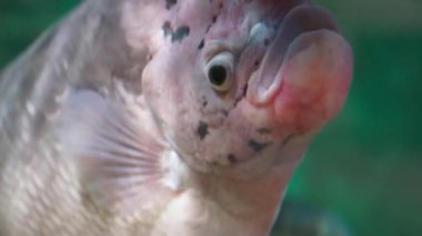 Close up of swimming Fish in aquarium under blue water . High quality 4k footage