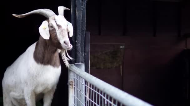 農場のパドックで大きな角が草を噛むヤギ 高品質4K映像 — ストック動画
