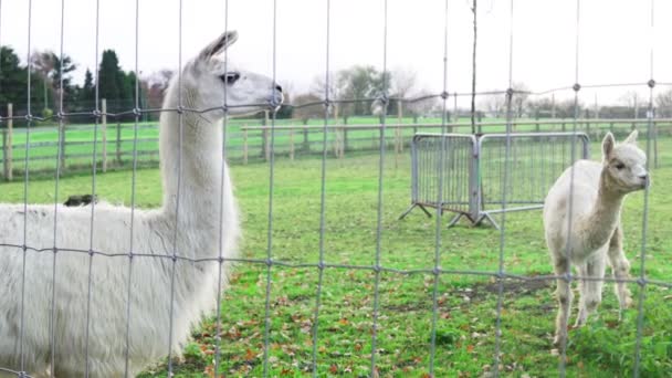 Dos Lamas Paddock Caminando Mirando Alrededor Zoológico Inglés Imágenes Alta — Vídeos de Stock