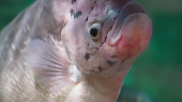 Gros Plan Sur Baignade Poissons Dans Aquarium Sous Eau Bleue — Video