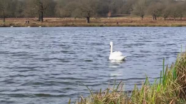 町の公園で白鳥が泳いでいて — ストック動画