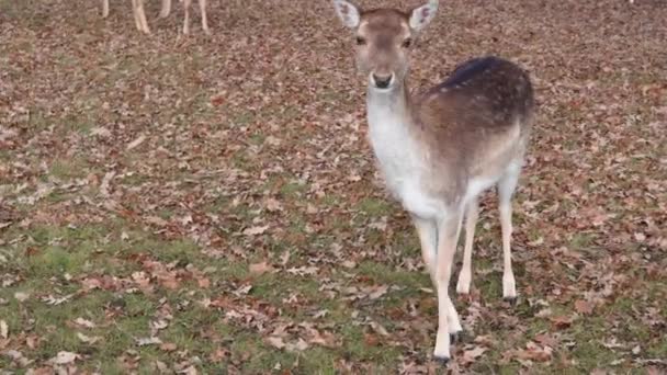 红鹿在公园的绿草上吃草 — 图库视频影像