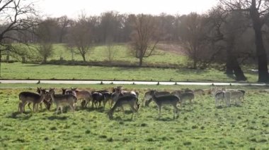 red deer grazing on the meadow in green park