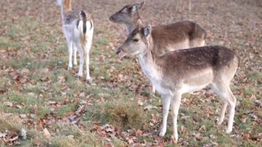 red deer grazing on the meadow in green park