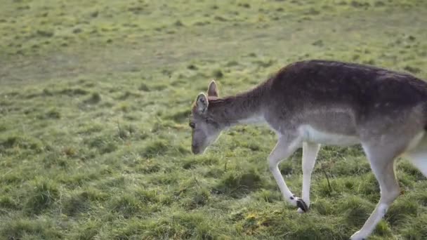 红鹿在绿地草地上吃草 — 图库视频影像