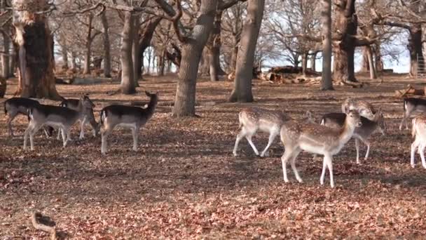 Red Deer Grazing Meadow Green Park — Stockvideo