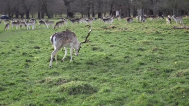 红鹿在绿地草地上吃草 — 图库视频影像
