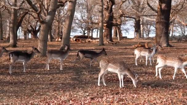 Red Deer Grazing Meadow Green Park — Stockvideo