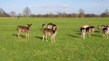 red deer grazing on the meadow in green park.