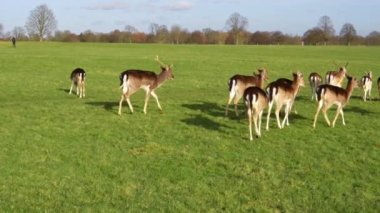 red deer grazing on the meadow in green park.
