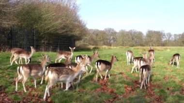 red deer grazing on the meadow in green park.