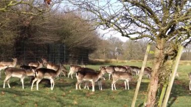 red deer grazing on the meadow in green park.