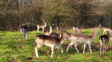 red deer grazing on the meadow in green park.