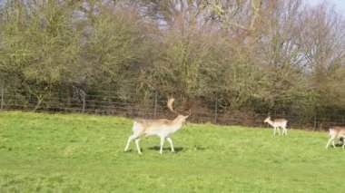red deer grazing in forest with green grass