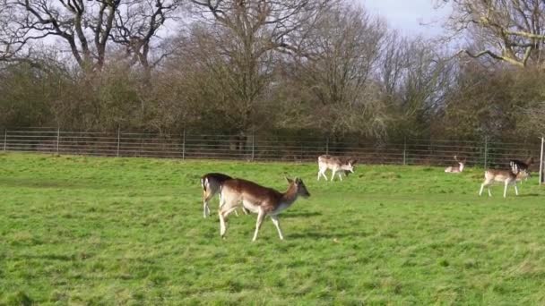 Red Deer Grazing Forest Green Grass — 비디오