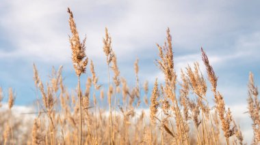 Yellow and blue natural floral background, dry reeds. High quality photo