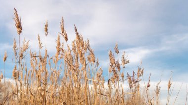 Yellow and blue natural floral background, dry reeds. High quality photo