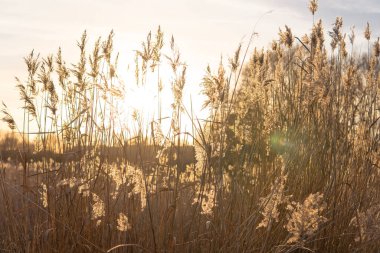 Yellow and blue natural floral background, dry reeds. High quality photo