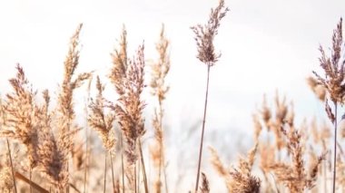 Yellow and blue natural floral background, dry reeds. High quality photo