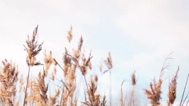 Sarı ve mavi doğal çiçekli arka plan, kuru sazlıklar. Yüksek kalite fotoğraf