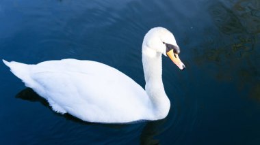 white swan swimming in the lake in town park. High quality 4k footage