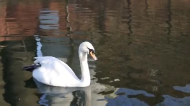 white swan swimming in the lake in town park.