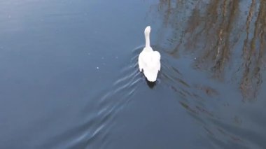 white swan swimming in the lake in town park.