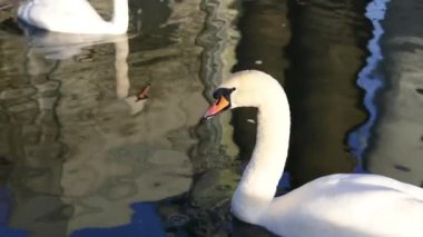Kasabanın parkında gölde yüzen beyaz kuğu..