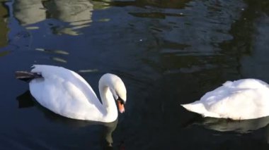 Kasabanın parkında gölde yüzen beyaz kuğu..