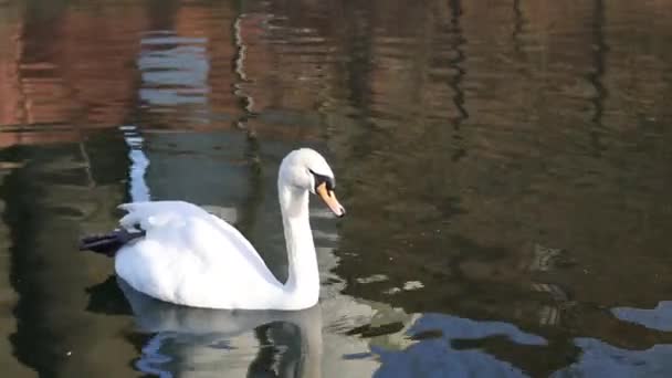 白天鹅在镇上公园的湖中游泳 — 图库视频影像