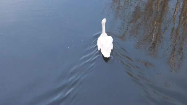 Nuoto Bianco Cigno Nel Lago Nel Parco Cittadino — Video Stock