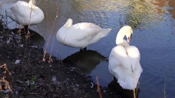 Белый Лебедь Купается Озере Городском Парке — стоковое видео