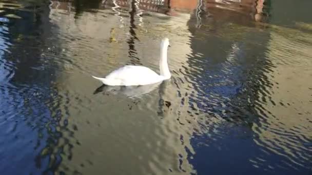 Biały Łabędź Pływanie Jeziorze Parku Miejskim — Wideo stockowe