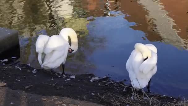 Weißer Schwan Schwimmt Stadtpark — Stockvideo