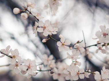 Spring blooming tree with white flowers, natural background and wallpaper . High quality photo