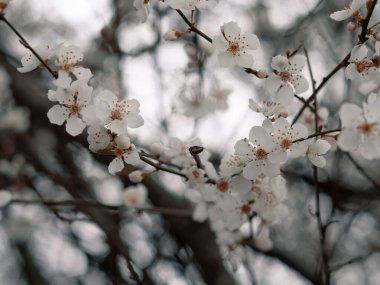 Spring blooming tree with white flowers, natural background and wallpaper . High quality photo